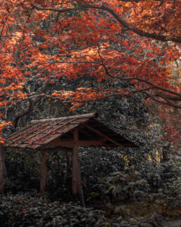 Japan - Kyoto